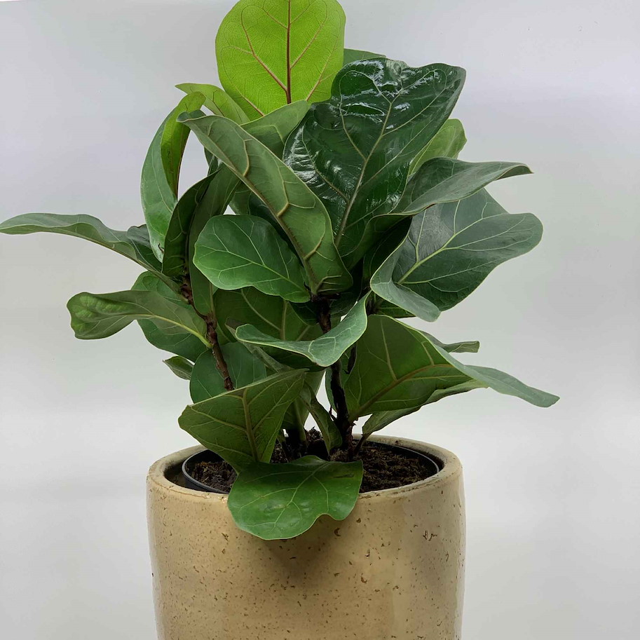 Ficus diverse