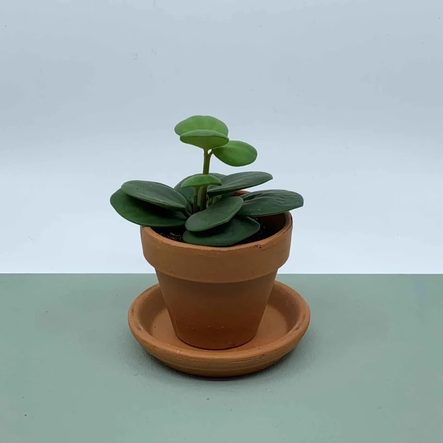 Peperomia hope 