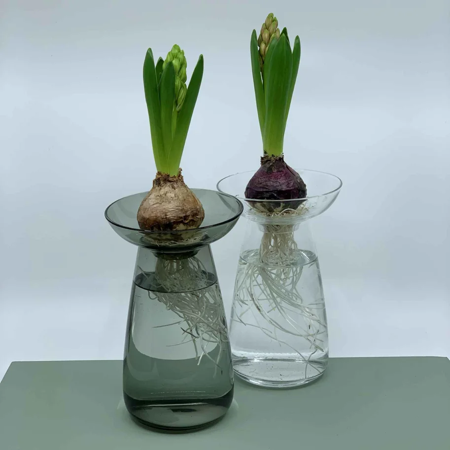 Hyacinthus weiss