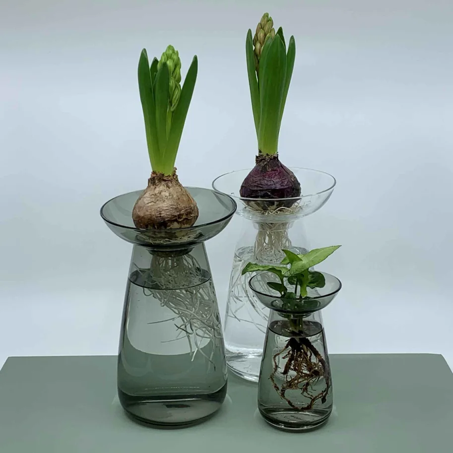 Hyacinthus blau