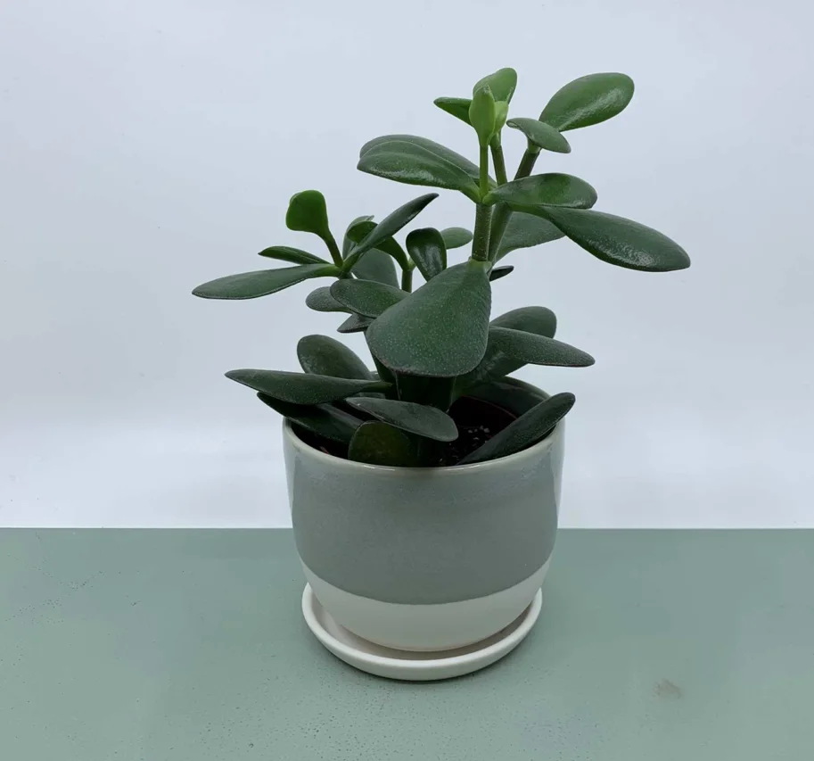 Pflanzentopf 11cm blau